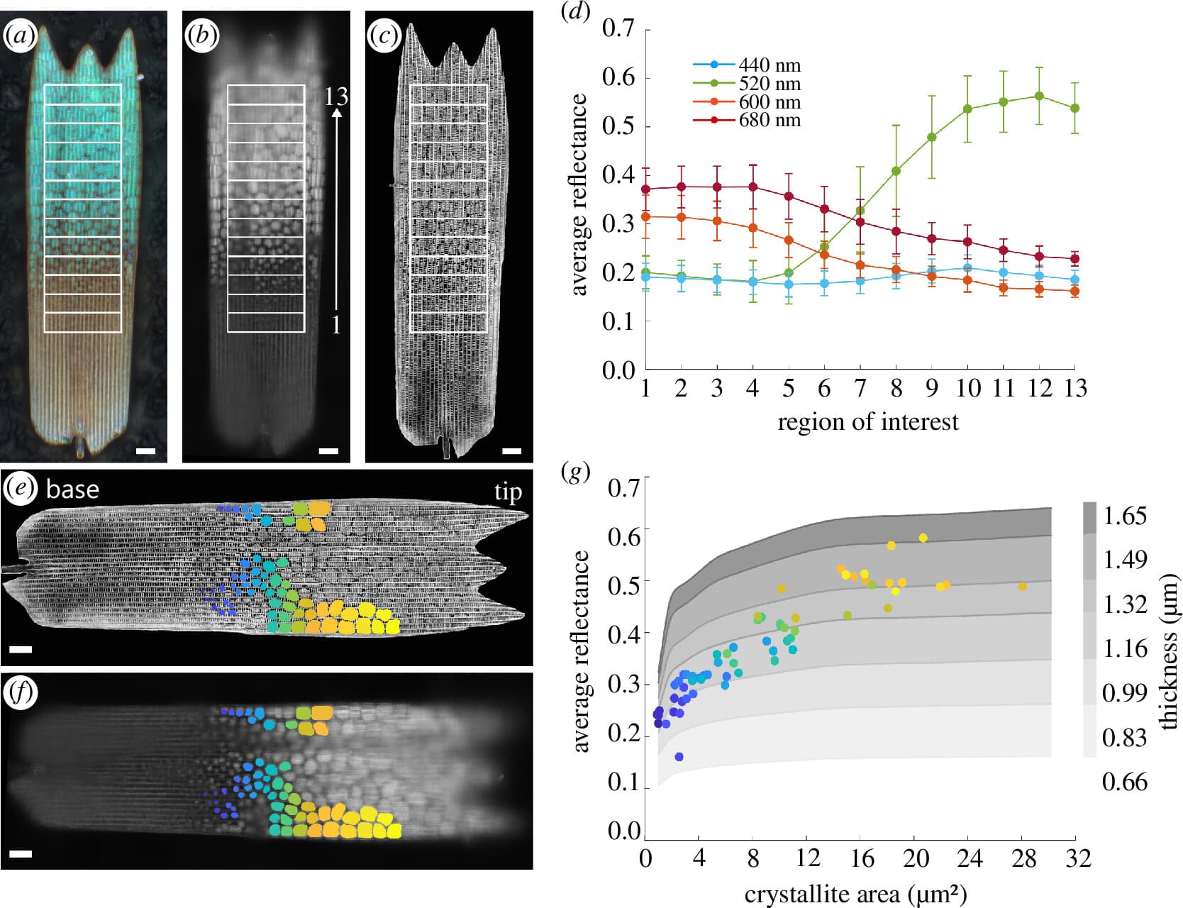 Cover Image for Butterfly colours are not pigments - they are nano structures reflecting specific wavelengths