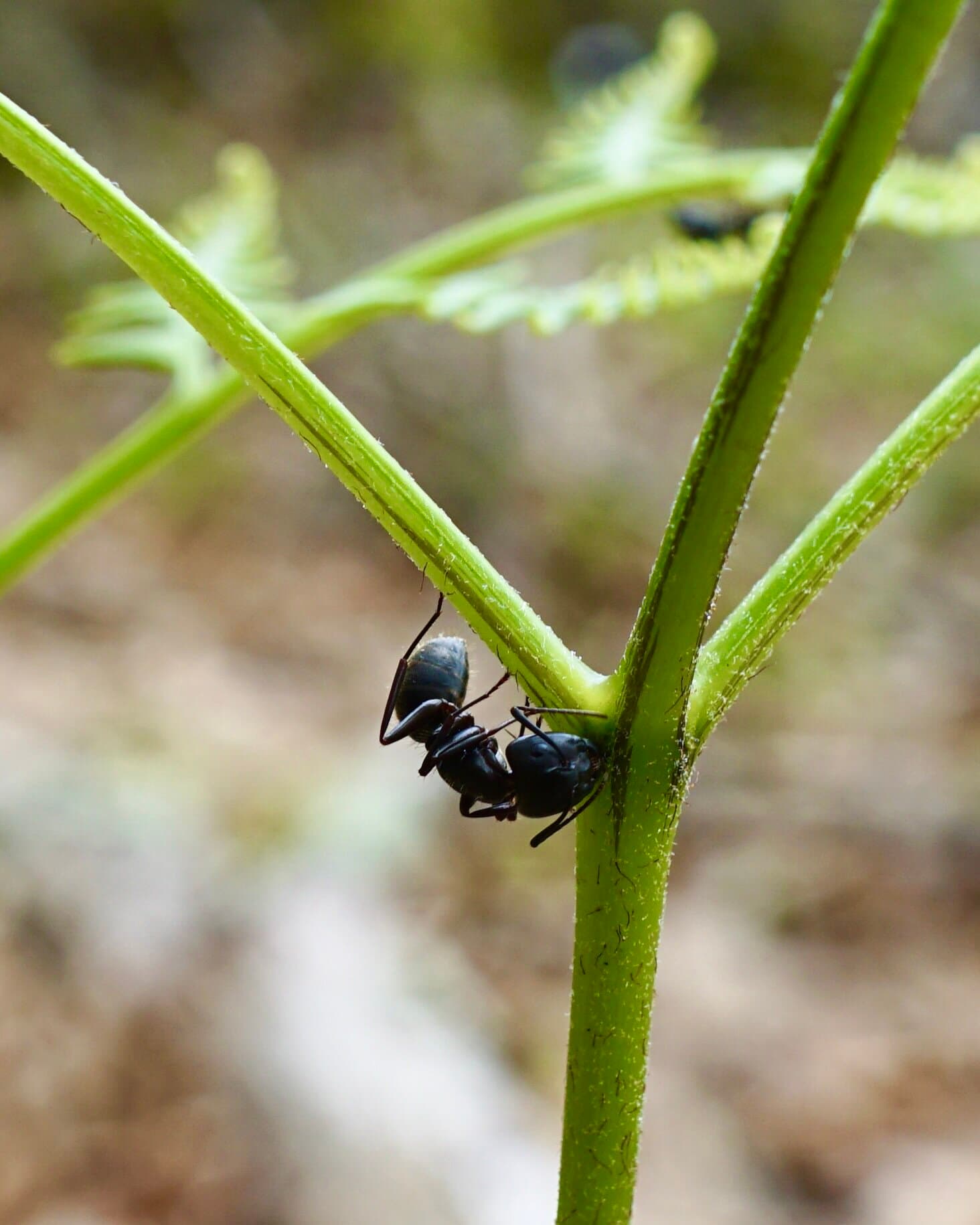 Cover Image for Ferns, Ants, and Nectar