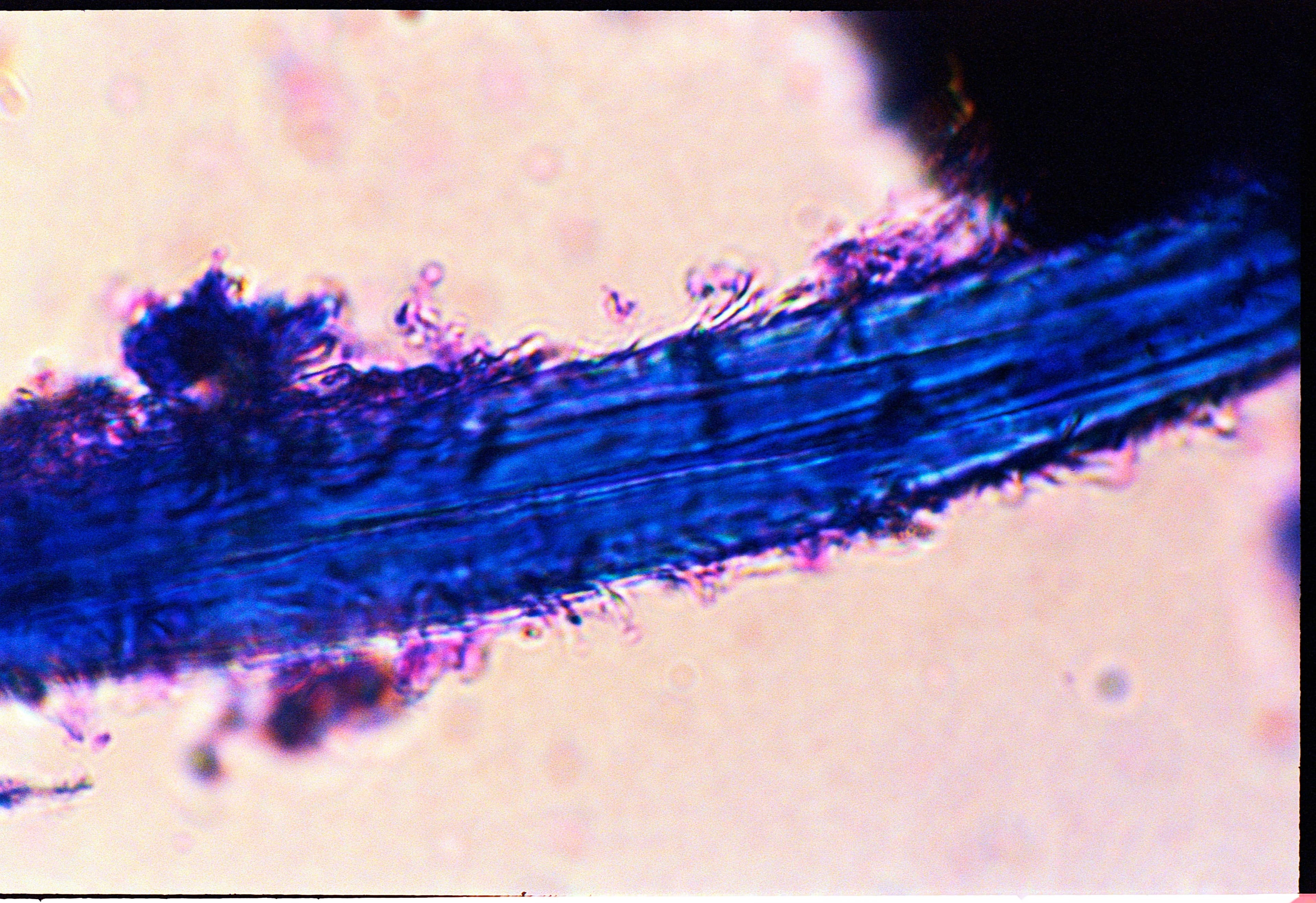 Cover Image for Microscopy on film #2